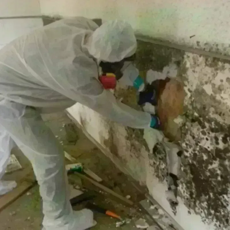 Mold Remediation and Removal in Yorkshire, NY